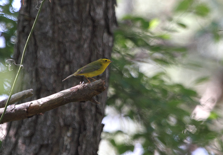 A Wilson's Warbler singing along the Life of the Forest Trail on Assateague Island (5/15/2010). Photo by Bill Hubick.