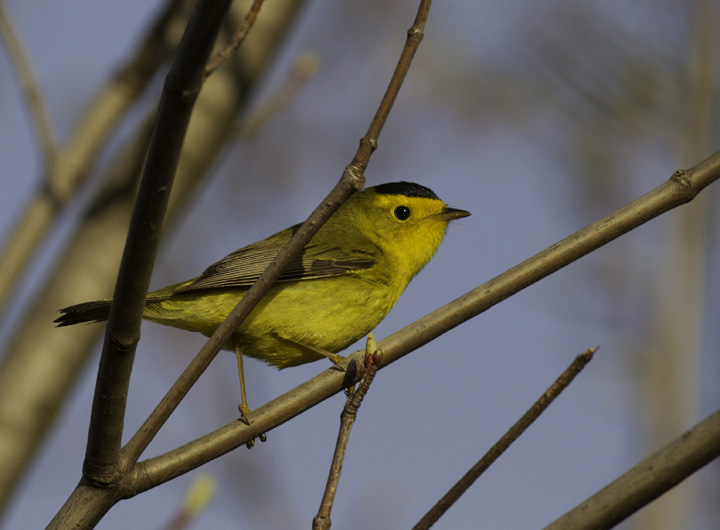 A male Wilson's Warbler in Garrett Co., Maryland (5/21/2011). Photo by Bill Hubick.