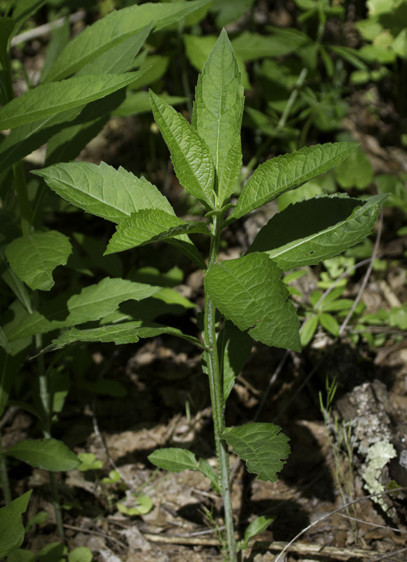 Wingstem (<em>Verbesina alternifolia</em>) in Garrett Co., Maryland (5/21/2011). Host plant for Silvery Checkerspot. Photo by Bill Hubick.