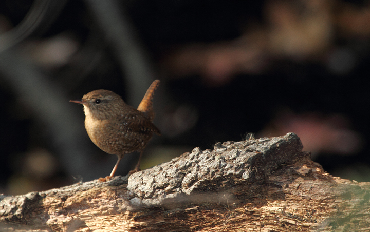 A Winter Wren prowls the damp understory of a patch of woods, Anne Arundel Co., Maryland (10/31/2010). Photo by Bill Hubick.