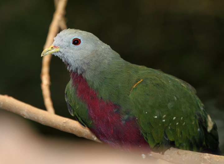 Wompoo Fruit-Dove - Australia exhibit at the National Aquarium (12/31/2009). Photo by Bill Hubick.