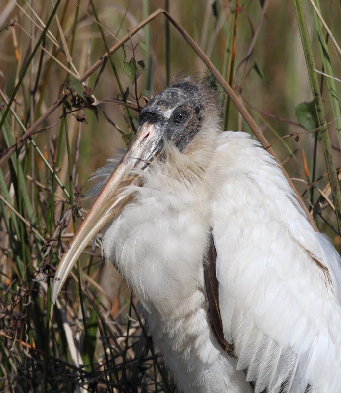 A Wood Stork relaxes along the Anhinga Trail in the Everglades (2/26/2010). Photo by Bill Hubick.