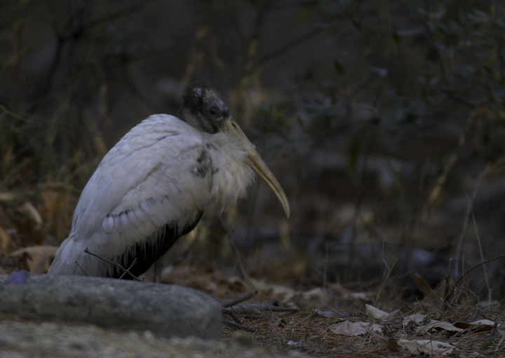 A Wood Stork at Point Lookout SP, Maryland - the state's first winter record! (Observed 2/16 to 2/19/2011) Photo by Bill Hubick.