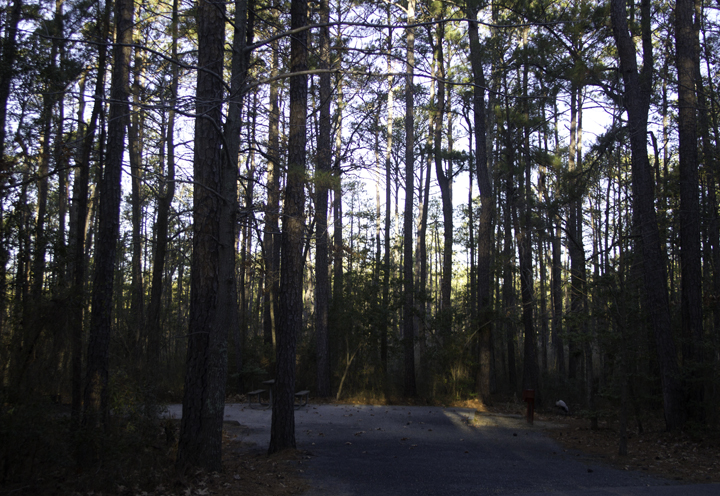 Habitat shots. It spent its time roosting in campsites amidst the loblolly pine woods of the Point Lookout SP campground. Photo by Bill Hubick.