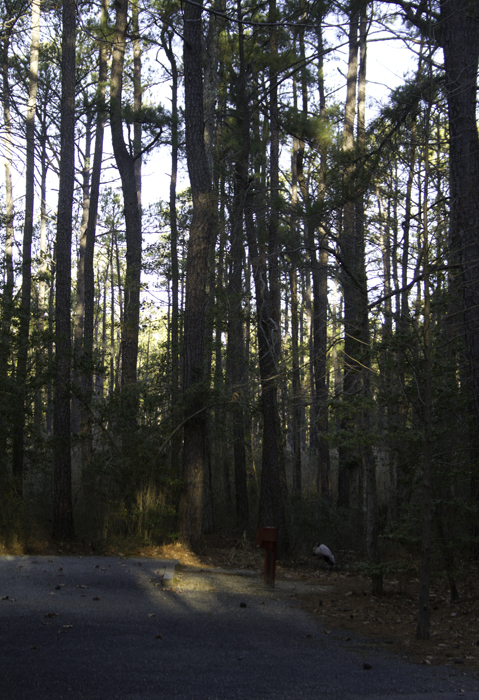 Habitat shots. It spent its time roosting in campsites amidst the loblolly pine woods of the Point Lookout SP campground. Photo by Bill Hubick.