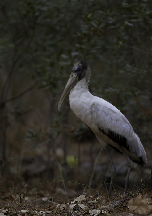 A Wood Stork at Point Lookout SP, Maryland - the state's first winter record! (Observed 2/16 to 2/19/2011) Photo by Bill Hubick.