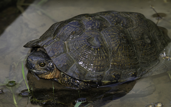 A Wood Turtle in Allegany Co., Maryland (6/4/2011). Enjoying the sunny and mild afternoon on a lovely stream, a pair of Wood Turtles were temporarily on our 'heard-only' list. Hans soon solved the mystery of that sound like two stones being knocked together. Photo by Bill Hubick.