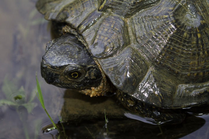 A Wood Turtle in Allegany Co., Maryland (6/4/2011). Enjoying the sunny and mild afternoon on a lovely stream, a pair of Wood Turtles were temporarily on our 'heard-only' list. Hans soon solved the mystery of that sound like two stones being knocked together. Photo by Bill Hubick.