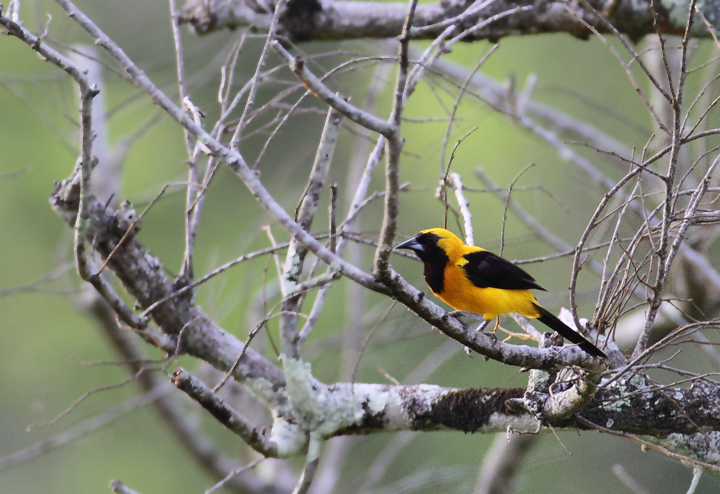 A Yellow-backed Oriole near Nusagandi, Panama (7/10/2010). Photo by Bill Hubick.