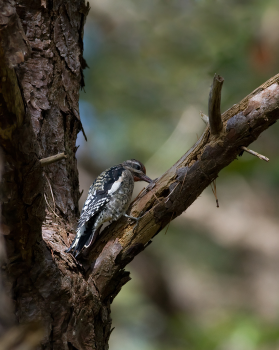 A recently returned Yellow-bellied Sapsucker on Assateague Island, Maryland (9/25/2009).