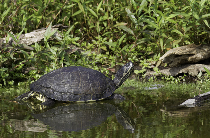 A Yellow-bellied Slider on the Outer Banks, North Carolina (5/30/2011). Photo by Bill Hubick.