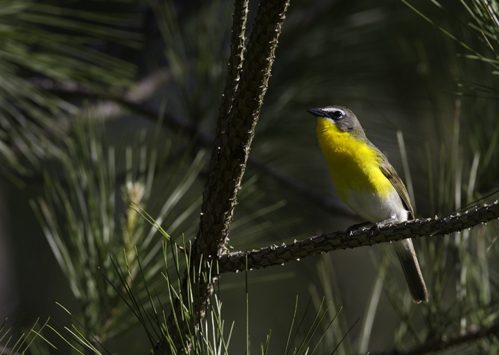 A Yellow-breasted Chat sings from high in a loblolly in the Nassawango area of Wicomico Co., Maryland (5/11/2011). This is definitely among the most entertaining species to watch peform. With each minute spent observing, your certainty that this can't be a warbler increases. Photo by Bill Hubick.