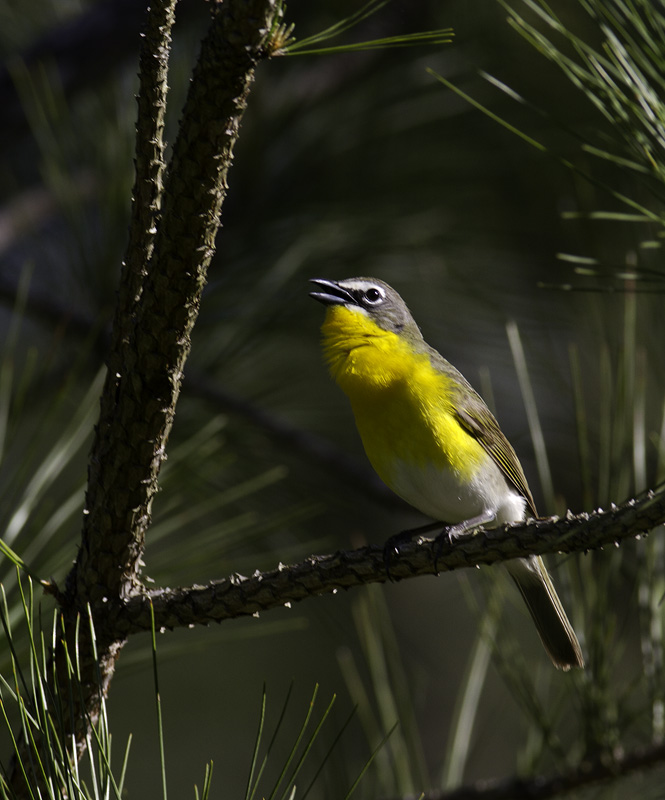 A Yellow-breasted Chat sings from high in a loblolly in the Nassawango area of Wicomico Co., Maryland (5/11/2011). This is definitely among the most entertaining species to watch peform. With each minute spent observing, your certainty that this can't be a warbler increases. Photo by Bill Hubick.