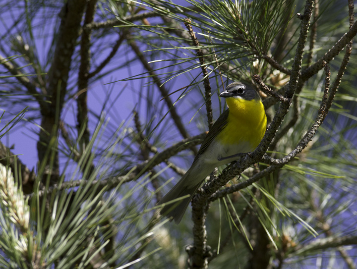 A Yellow-breasted Chat sings from high in a loblolly in the Nassawango area of Wicomico Co., Maryland (5/11/2011). This is definitely among the most entertaining species to watch peform. With each minute spent observing, your certainty that this can't be a warbler increases. Photo by Bill Hubick.