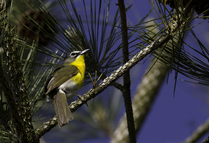 A Yellow-breasted Chat sings from high in a loblolly in the Nassawango area of Wicomico Co., Maryland (5/11/2011). This is definitely among the most entertaining species to watch peform. With each minute spent observing, your certainty that this can't be a warbler increases. Photo by Bill Hubick.