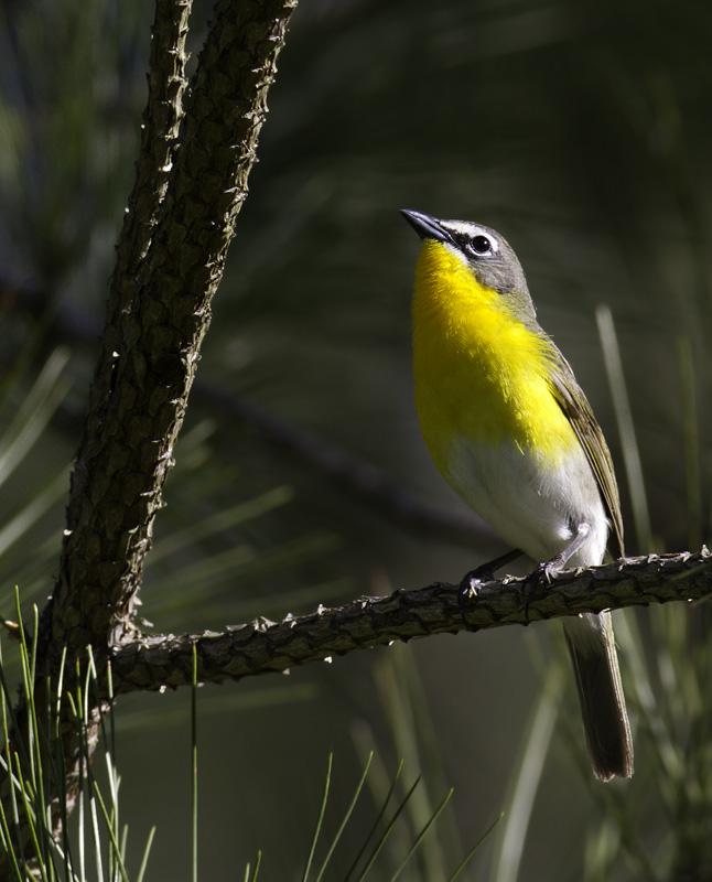 A Yellow-breasted Chat sings from high in a loblolly in the Nassawango area of Wicomico Co., Maryland (5/11/2011). This is definitely among the most entertaining species to watch peform. With each minute spent observing, your certainty that this can't be a warbler increases. Photo by Bill Hubick.