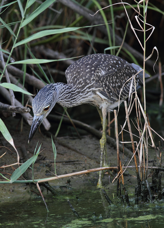 A juvenile Yellow-crowned Night-Heron at North Beach, Maryland (7/28/2010). Photo by Bill Hubick.