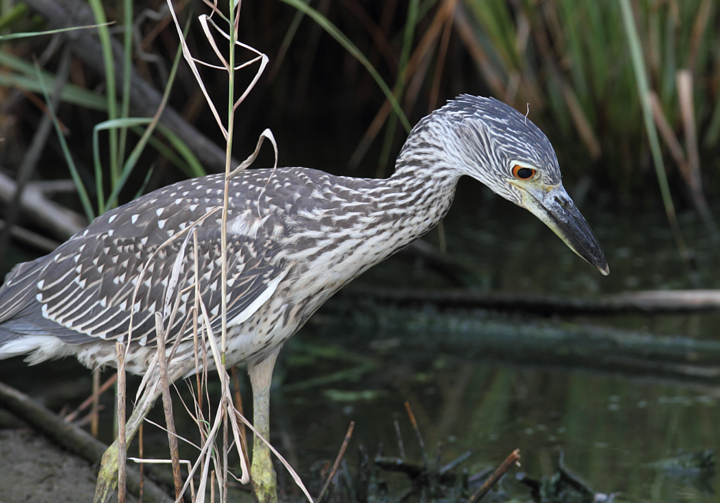 A juvenile Yellow-crowned Night-Heron at North Beach, Maryland (7/28/2010). Photo by Bill Hubick.