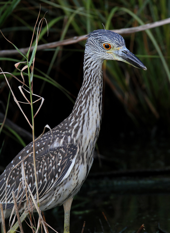 A juvenile Yellow-crowned Night-Heron at North Beach, Maryland (7/28/2010). Photo by Bill Hubick.