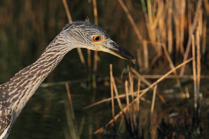 A juvenile Yellow-crowned Night-Heron at North Beach, Maryland (7/28/2010). Photo by Bill Hubick.