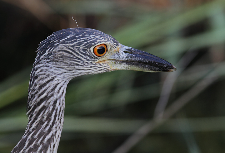 A juvenile Yellow-crowned Night-Heron at North Beach, Maryland (7/28/2010). Photo by Bill Hubick.