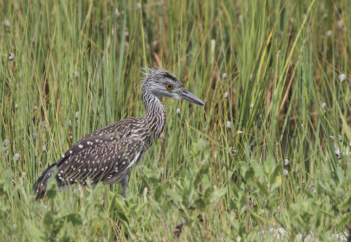 Juvenile Yellow-crowned Night-Heron at Smith Island, Somerset Co., Maryland (8/7/2010). Photo by Bill Hubick.