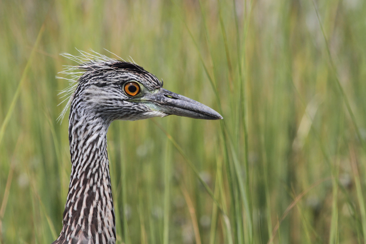 Juvenile Yellow-crowned Night-Heron at Smith Island, Somerset Co., Maryland (8/7/2010). Photo by Bill Hubick.