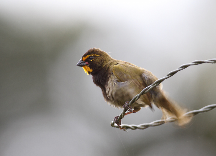 A Yellow-faced Grassquit ruffling his feathers at Las Mozas, Panama (7/11/2010). Photo by Bill Hubick.