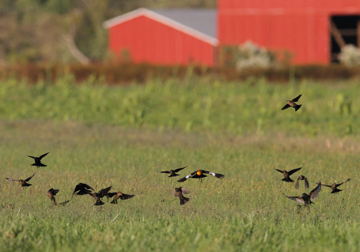 An adult male Yellow-headed Blackbird in St. Mary's Co., Maryland (10/17/2010). A great find by Patty Craig. Photo by Bill Hubick.