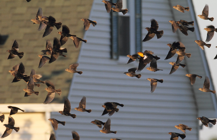 An adult male Yellow-headed Blackbird in St. Mary's Co., Maryland (10/17/2010). A great find by Patty Craig. Photo by Bill Hubick.