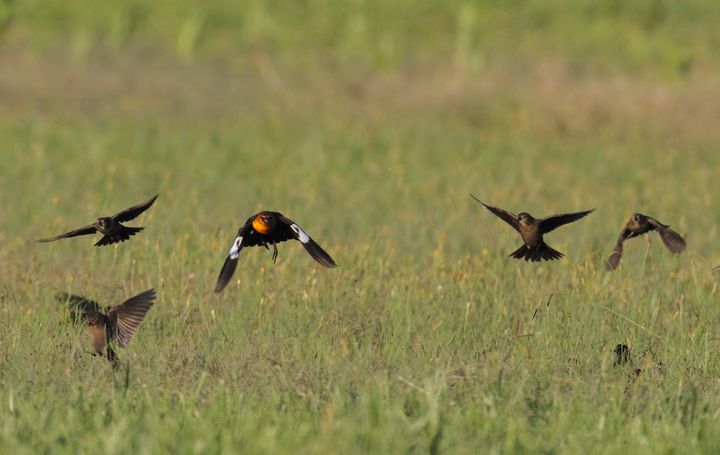 An adult male Yellow-headed Blackbird in St. Mary's Co., Maryland (10/17/2010). A great find by Patty Craig. Photo by Bill Hubick.