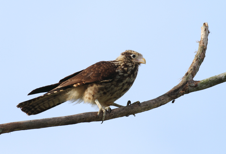 Yellow-headed Caracaras - Adult and juvenile, respectively (Gamboa, Panama, July 2010) Photo by Bill Hubick.