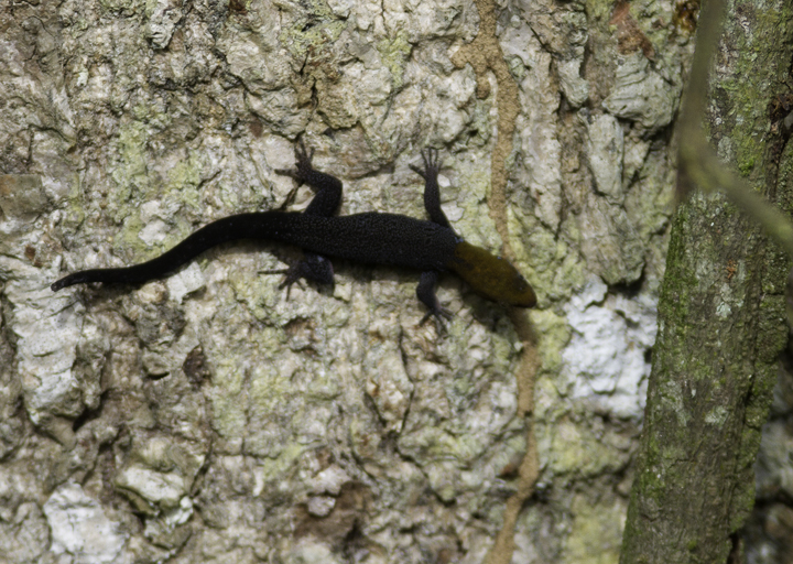 A Yellow-headed Gecko near Gamboa, Panama (7/16/2010). Photo by Bill Hubick.