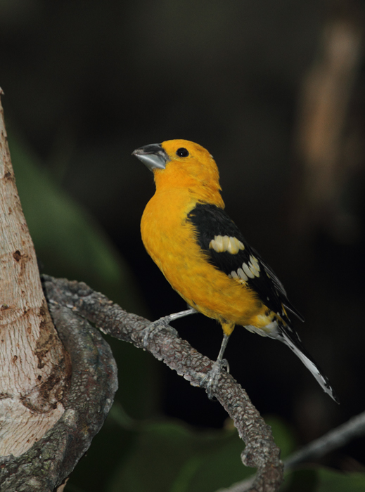 Yellow Grosbeak - Rainforest exhibit at the National Aquarium (12/31/2009). Photo by Bill Hubick.