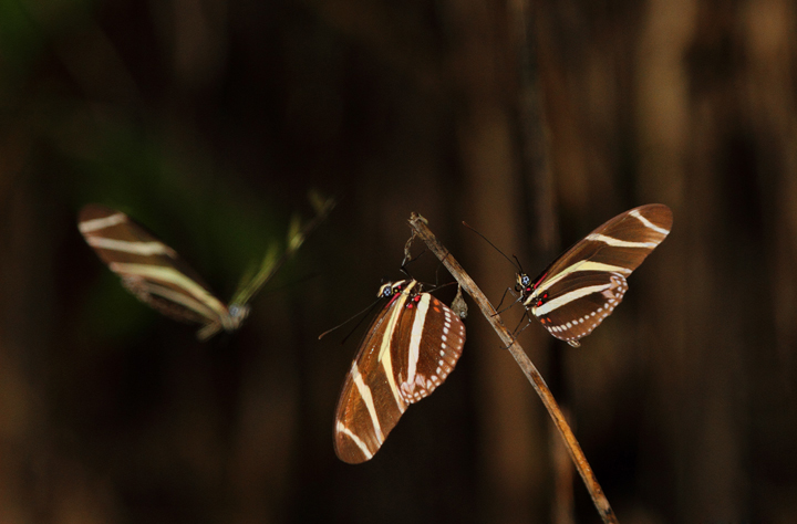 Zebra Longwings gathering to roost near El Valle, Panama (7/10/2010). Photo by Bill Hubick.