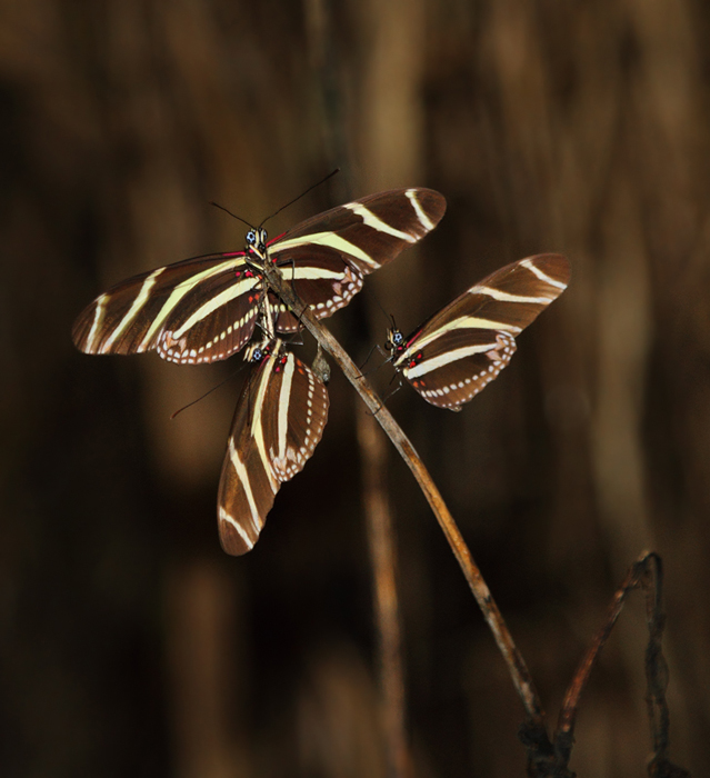 Zebra Longwings gathering to roost near El Valle, Panama (7/10/2010). Photo by Bill Hubick.